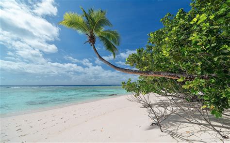 Tropical Island Beach Palm Trees Sand Seascape Summer Vacation