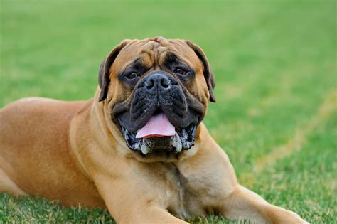 Breed Profile English Mastiff Gilbertson And Page Dog Cat And