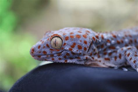 Can Tokay Geckos Eat Fruit Benefits How Tos And Considerations