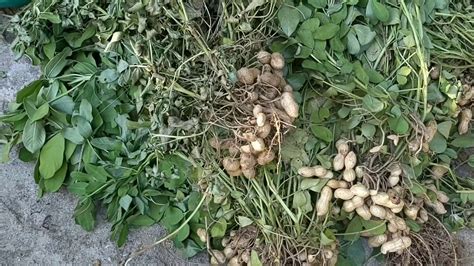 고소한 햇땅콩🥜 수확하기 Peanut Harvest Youtube