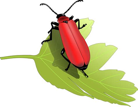 Clipart Cardinal Beetle Pyrochroa Coccinea
