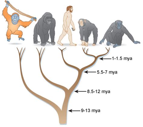 Primate Speciation A Case Study Of African Apes Learn Science At Scitable