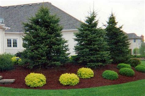 Lawn And Garden Evergreens Can Provide Some Color To The Coming Barren