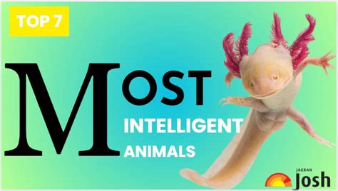Top 7 Most Intelligent Animals In The World