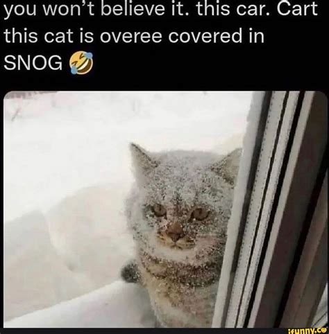You Wont Believe It This Car Cart This Cat Is Overee Covered In Snog