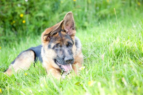 German Shepherd Puppies Playing Stock Photo Royalty Free Freeimages