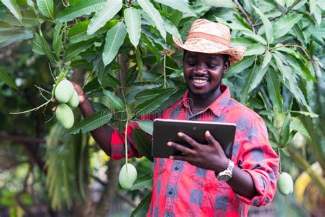 African Man Farmer Show Mango Fruit In Organic Farmagriculture Or