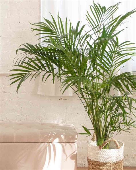 20 Types Of Indoor Palms And How To Care For Them 42 Off