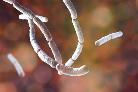 Bacillus Subtilis How It Affects The Pharma Industry Biomérieux