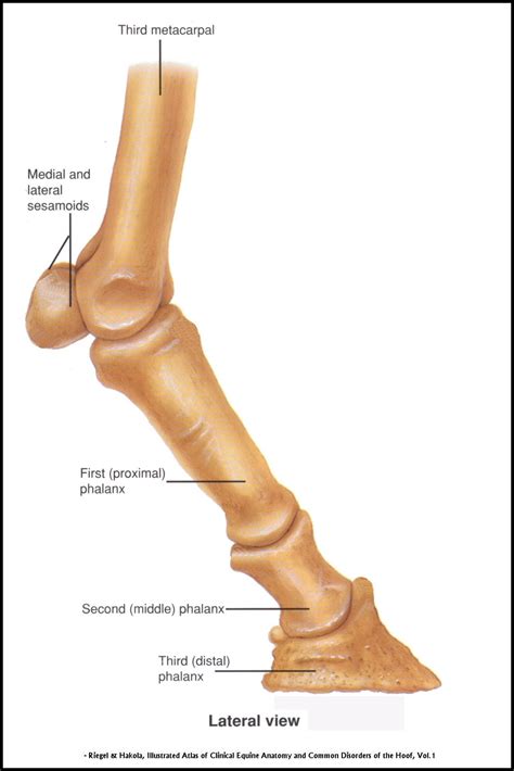 At the same time, the bones and joints of the leg and foot must be strong enough to support the body's weight while remaining flexible enough for movement and balance. Human Leg Bone Structure - Human Anatomy Details