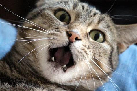 Penyebab Kucing Stres Dan Cara Mengatasinya Cat Lovers Wajib Tahu Kids