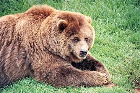 Whats The Difference Between Black Bears And Grizzly Bears