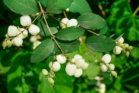 Cuidados Com As Plantas Symphoricarpos × Chenaultii Ou Snowberry