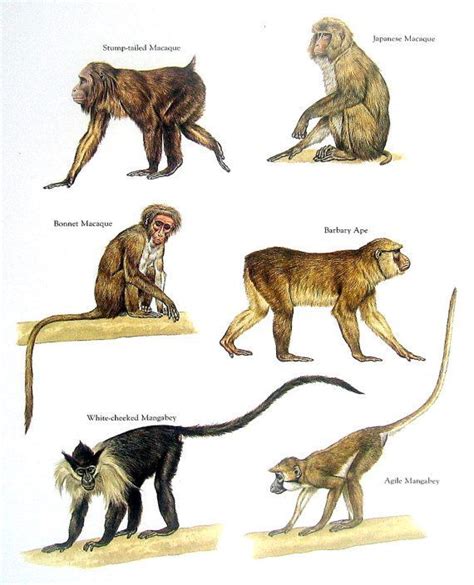 An Image Of Monkeys In Different Poses