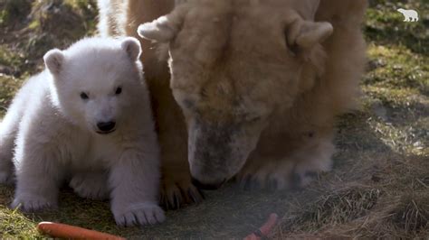 Polar Bear Cub Takes First Steps In Outdoor Enclosure At Rzss Highland