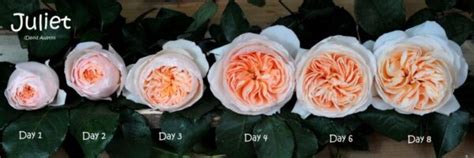 An Ode To Juliet Flirty Fleurs The Florist Blog Inspiration For
