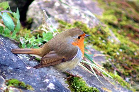 Robin Bird Songbird Free Photo On Pixabay Pixabay