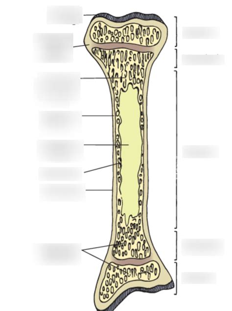 Long Bone Diagram Diagram Quizlet
