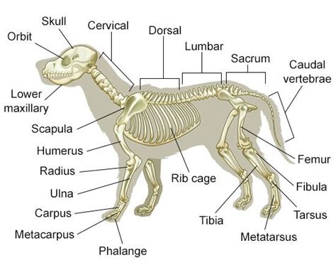 Understanding Dog Anatomy With Labeled Diagrams Dog Anatomy Vet Tech Student Vet Assistant