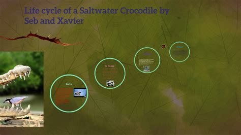 Life Cycle Of A Saltwater Crocodile By Helen Clifford On Prezi Next