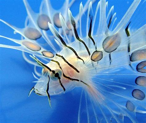 Top 10 Most Beautiful Fish In The World Top 10