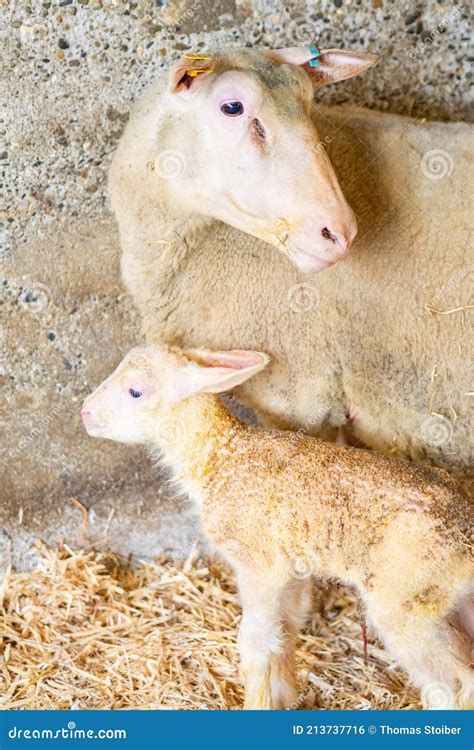 A Lamb Immediately After Birth With Its Mother Sheep Stock Photo