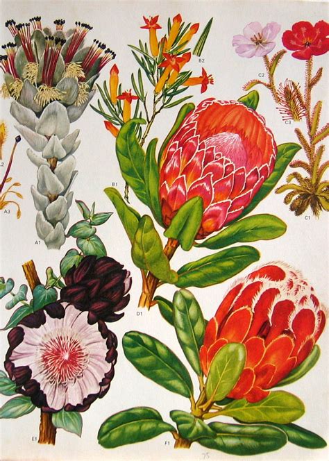 Vintage Floral Botanical Prints Maybe You Would Like To Learn More