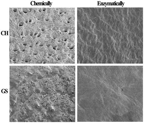 Sem Images For The Grain Surface Of Chemically And Enzymatically
