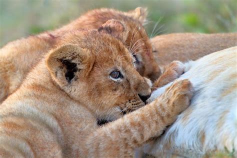 Baby Lions More Than Just Savanna Princes Africa Freak