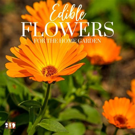 Edible Flowers To Grow In Your Garden The Kitchen Garten