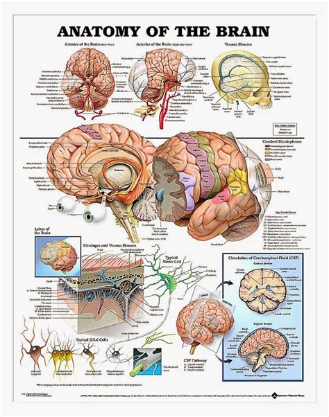 Brain Anatomy Wallpapers Wallpaper Cave