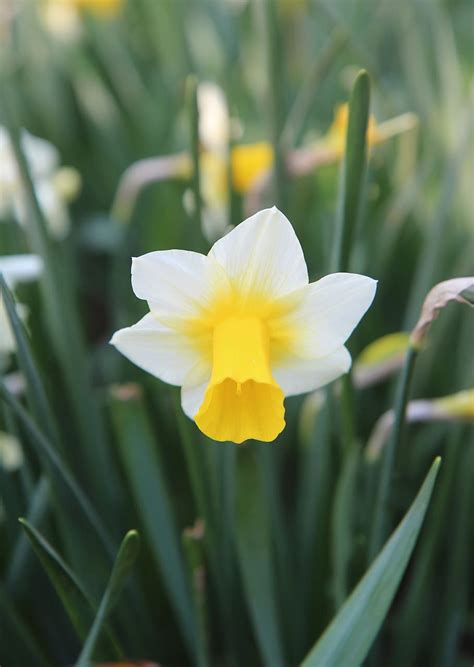 Yellow Daffodils Flowers Spring Wallpapers Wallpaper Cave