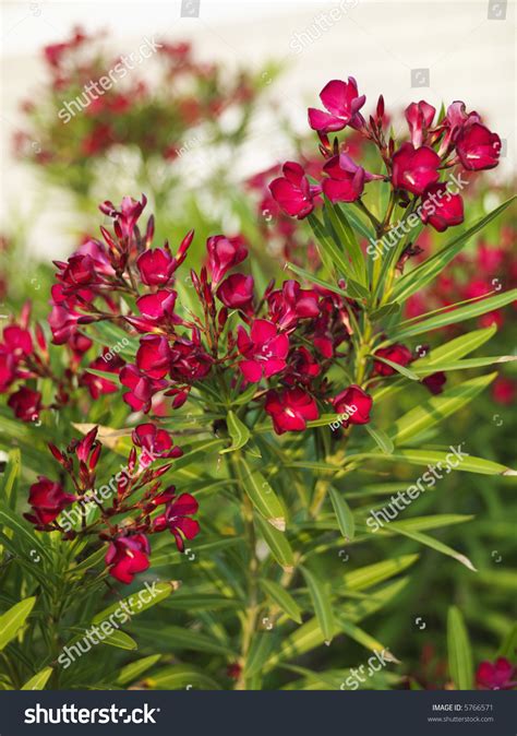 Red Flowering Oleander Bush Stock Photo 5766571 Shutterstock