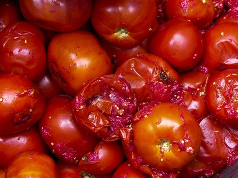 Rotten Tomatoes Free Stock Photo Public Domain Pictures