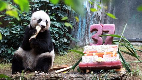 Hong Kong Giant Panda Jia Jia Breaks World Record To Become Oldest Ever