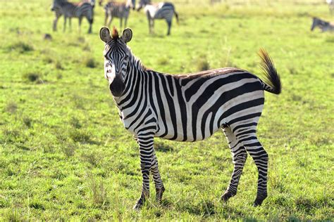 Free Stock Photo Of Animals Wild Animal Zebra