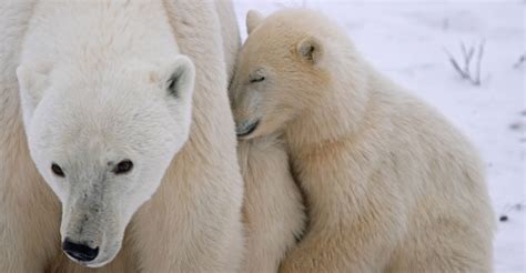 Cutest Cubs Of Them All Baby Polar Bear Photos And Fun Facts