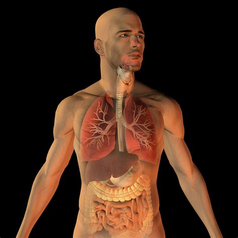 The Human Respiratory System Oer Commons