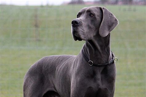 Fat Dog Breeds 10 Best Extra Large Dog Breeds For Lovers Of Huge And