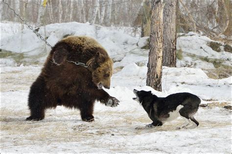 Dramatic Pictures Show How Dogs Are Trained To Hunt As They Attack