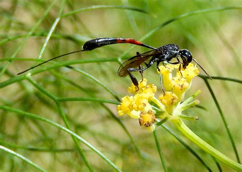 Parasitic Wasp Obsessedbynature
