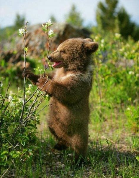 berries  baby bear daily squee cute animals cute baby animals cute animal