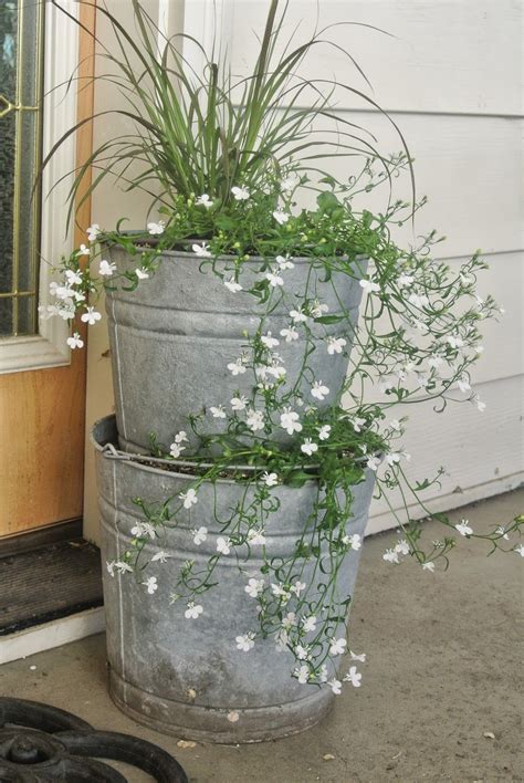 Galvanized Bucket Planter Gardening Pinterest