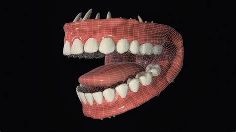 Teeth Mouth For Character 3d Model By Zelad