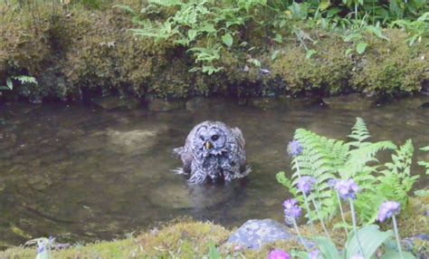 A tawny owl has been caught on camera taking a dip in a hoot tub in the soaring temperatures. This barred owl was spotted taking a bath at Butchart ...
