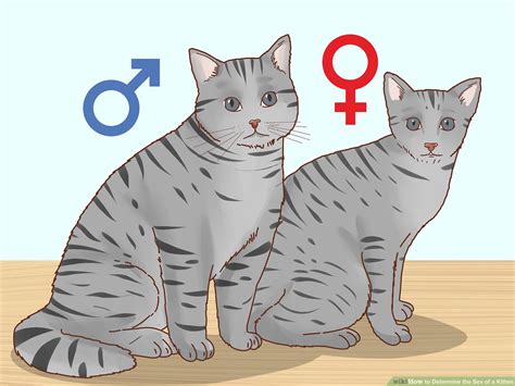 38 Female Cat Cat Gender How To Tell Pictures Images