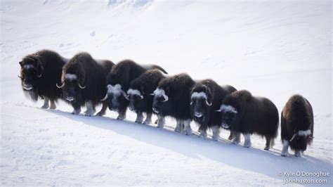 Musk Ox Herd — John Huston Polar Explorer