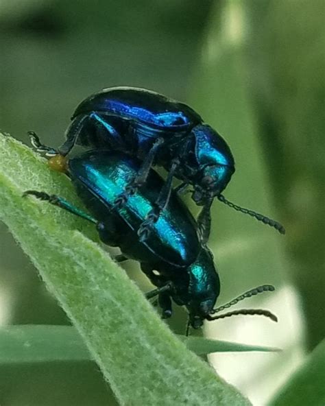 blue milkweed beetles chrysochus cobaltinus entomology