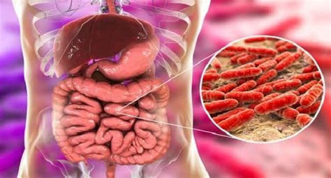 Gut Bacteria Can Affect Health TheHealthSite Com