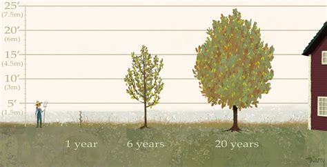 Pear Tree Hardy Fruit Tree Nursery